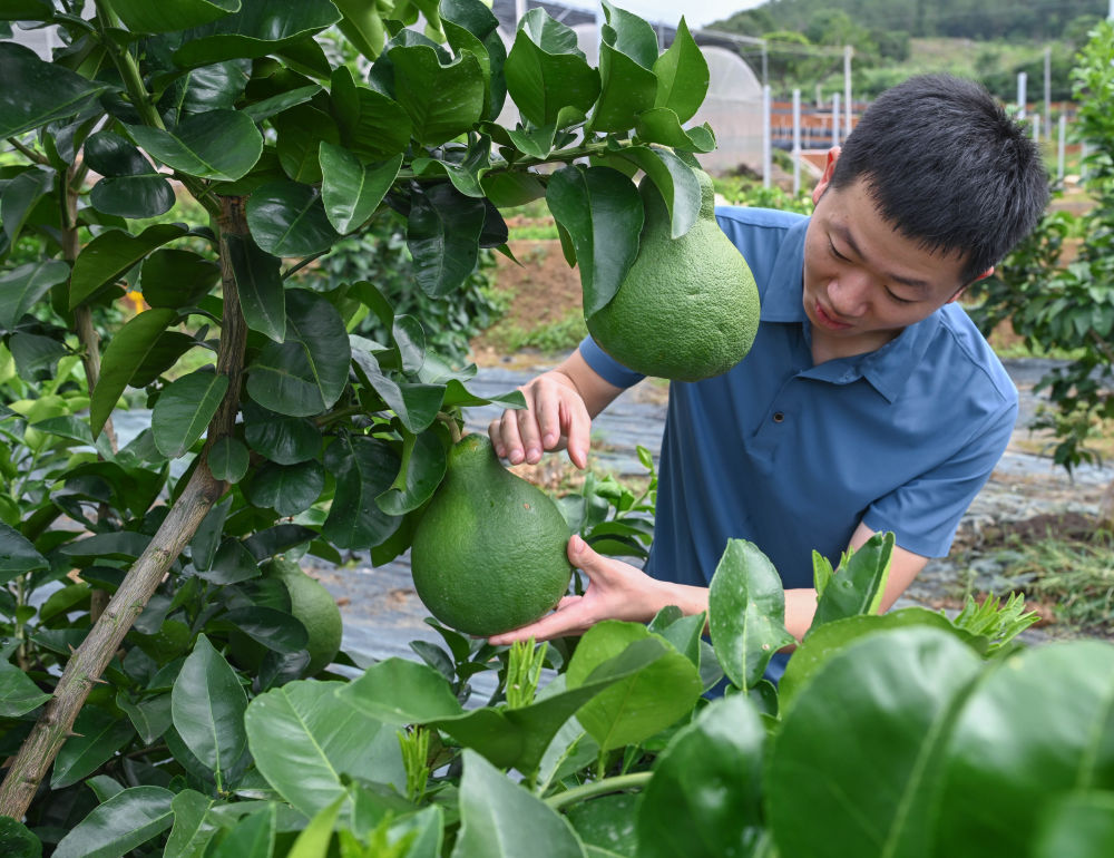 夯实中国式现代化基础——习近平总书记带领中国从脱贫攻坚走向乡村全面振兴