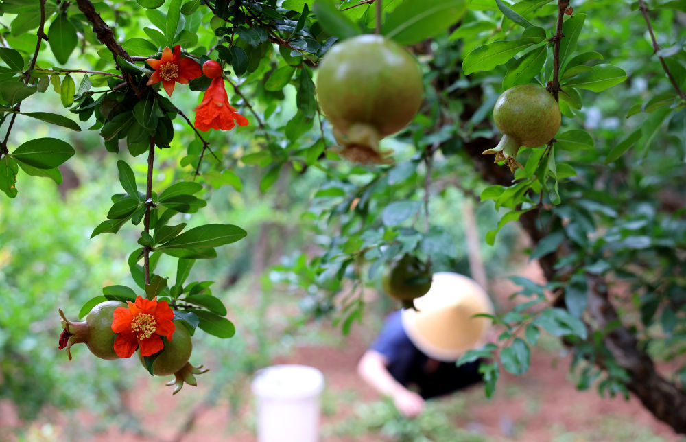 夯实中国式现代化基础——习近平总书记带领中国从脱贫攻坚走向乡村全面振兴