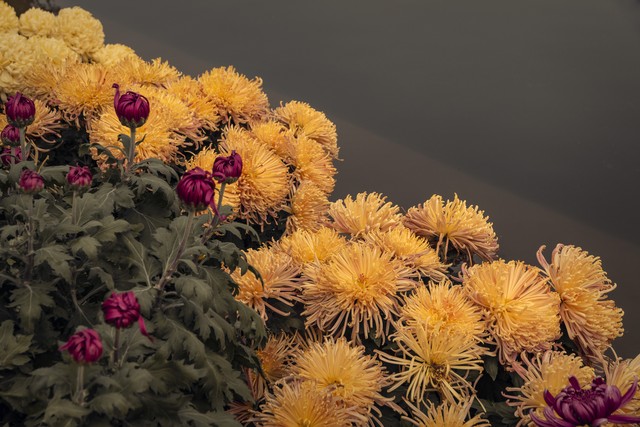 疫情后生活似重启,身体记忆藏距离敏感的后遗症