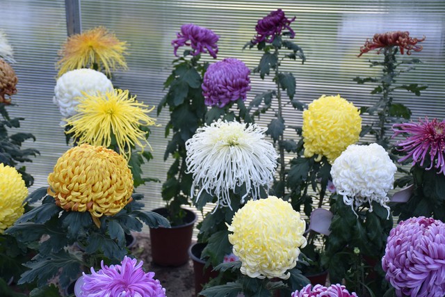 疫情后生活似重启,身体记忆藏距离敏感的后遗症