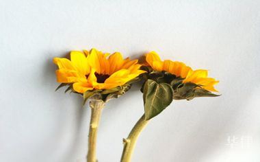 限号车辆进限行区域手续咋办？车辆卖了没手续咋注销？