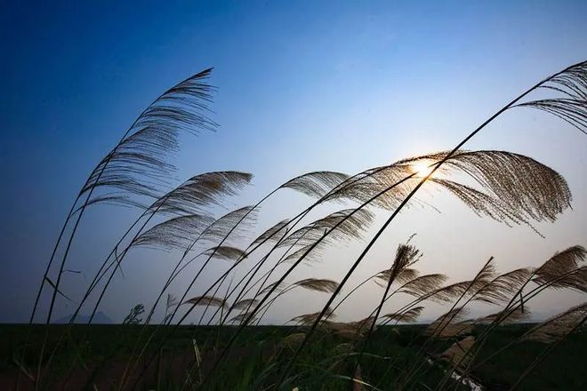 高考地理必知:背景风与局地风的核心概念及特点解析