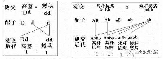 高考生物答题规范及遗传图解书写要点全解析