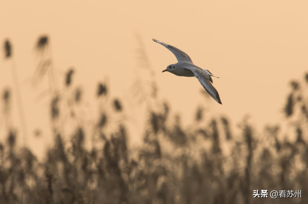 连续9天免费高速公路!苏州自驾游导游来了