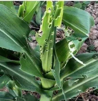 疫情下多国禁止粮食出口,中国粮食形势受何影响?