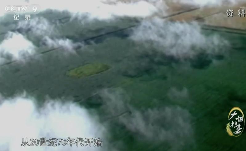 疫情下多国禁止粮食出口,中国粮食形势受何影响?