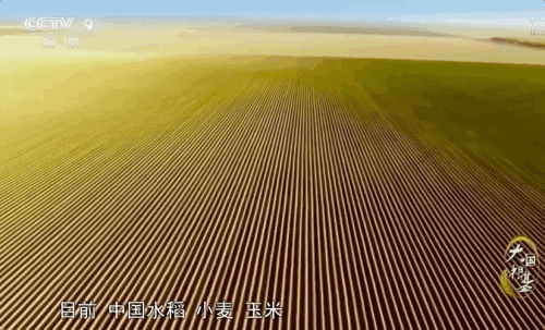 疫情下多国禁止粮食出口,中国粮食形势受何影响?