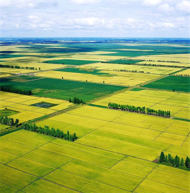 疫情下多国禁止粮食出口,中国粮食形势受何影响?