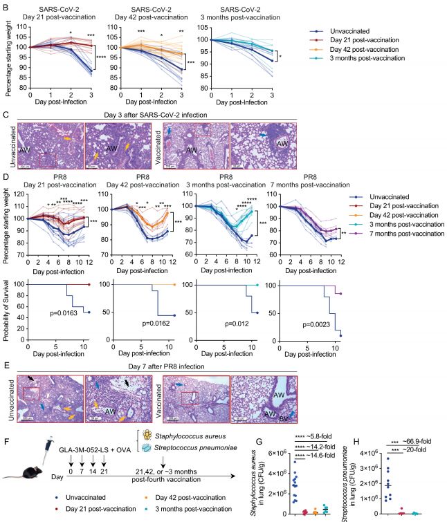 新研究:鼻内黏膜免疫诱导方案,助力广谱防护呼吸道病原体