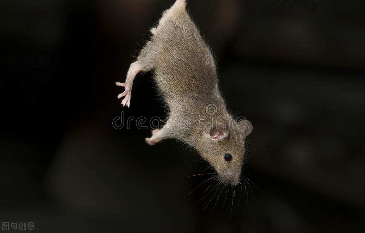 新冠疫情反复难止，回顾鼠疫、天花、流感等疫情历史及终结方式